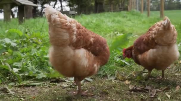 Ayam Berbagai Bebas Berbulu Mencari Makanan Kandang Berumput — Stok Video