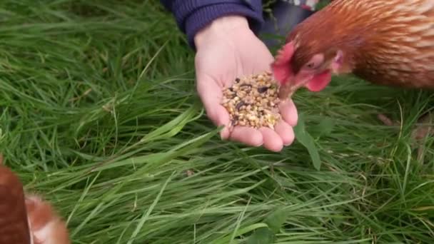 Pollo Rallentatore Alimentato Mano Campo — Video Stock