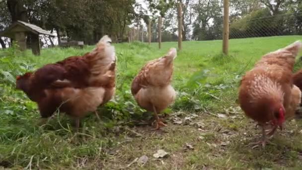 Brut Von Freilandhühnern Auf Nahrungssuche Grasgehege — Stockvideo