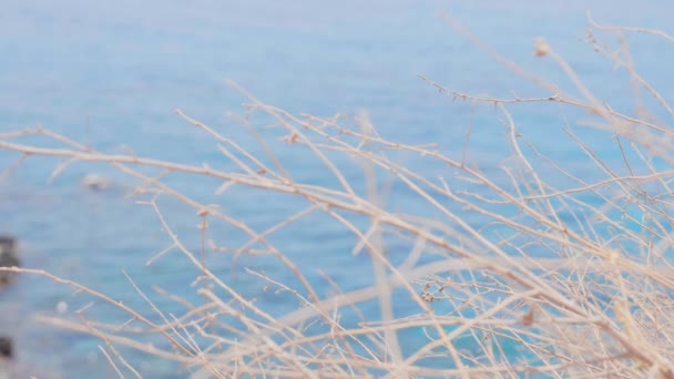 Hladký Přechod Suché Trávy Moři — Stock video