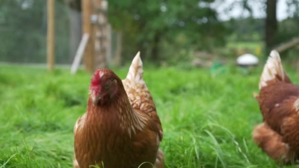 Yavaş Çekim Serbest Tavuk Uzun Çimenlerde Yiyecek Arıyor — Stok video