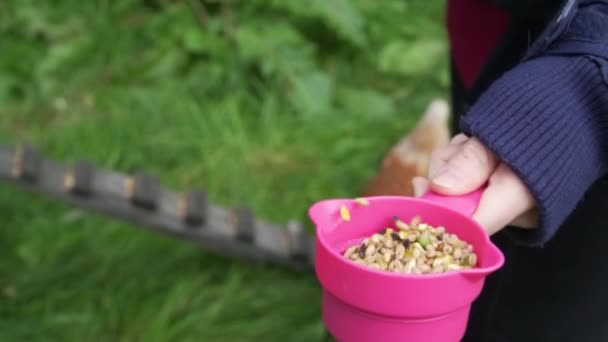 Gerakan Lambat Berderak Derak Secangkir Makanan Ayam Untuk Mendapatkan Perhatian — Stok Video