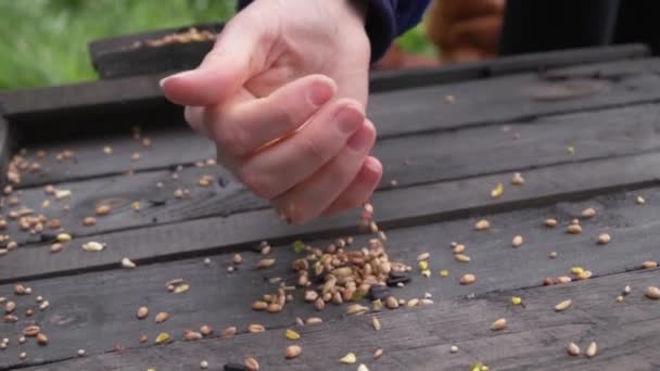 鶏のための穀物やトウモロコシを広げるスローモーション — ストック動画