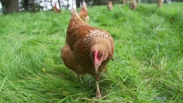 Pollo Rosso Rallentatore Cerca Cibo Erba Lussureggiante — Video Stock
