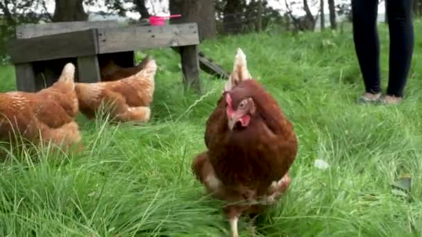 自由放养的小鸡在舒适的室外围栏上散步 — 图库视频影像