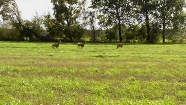 Trois Cerfs Courent Sur Champ Herbe Vers Les Arbres Pan — Video