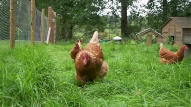 Ayam Berbagai Gratis Mencari Makanan Berjalan Menuju Kamera — Stok Video