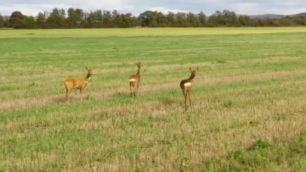 Three Deers Standing Grass Field Circling Clockwise — Stock Video