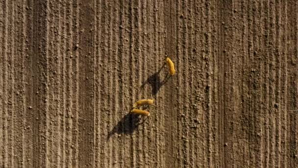 Vogelperspektive Von Drei Hirschen Die Auf Einem Feldweg Stehen Bewegung — Stockvideo