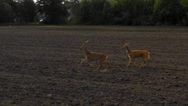 Trois Cerfs Qui Courent Sur Champ Terre Pan Droit Gauche — Video