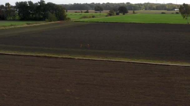 Luftaufnahme Von Drei Hirschen Die Über Einen Feldweg Laufen Die — Stockvideo