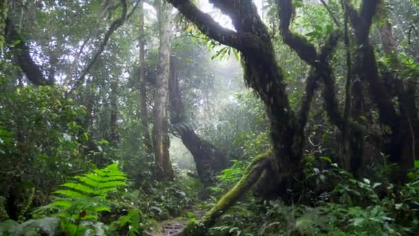 Bela Trilha Selva Enevoada Ásia — Vídeo de Stock