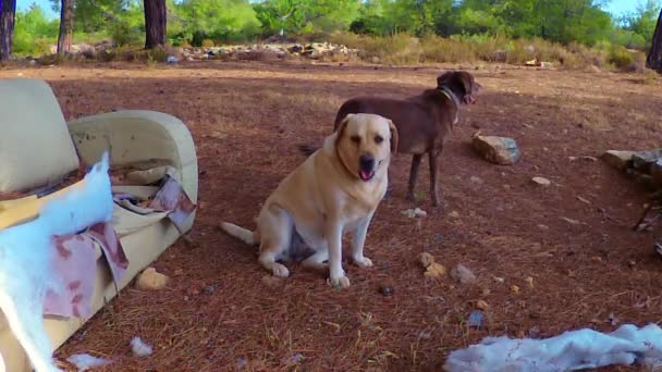 Açık Bir Arazide Kanepe Köpekler Tarafından Bulundu Kim Yaptı Bunu — Stok video