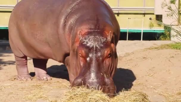 Hippopotamus Eating Hay Zoo — Stock Video