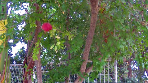 Tempo Raccogliere Melograni Dagli Alberi Del Campo — Video Stock