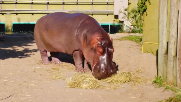 動物園で干し草を食べるカバ — ストック動画