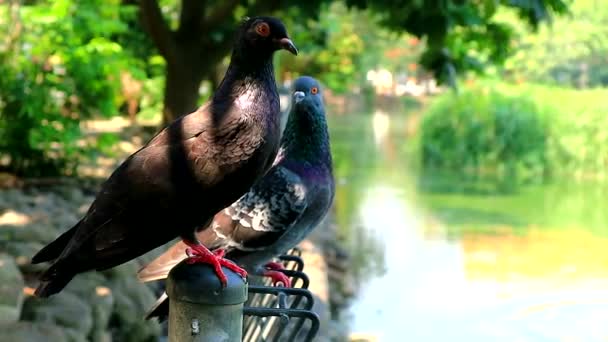 Couple Pigeons Love Standing Side Side — Stock Video