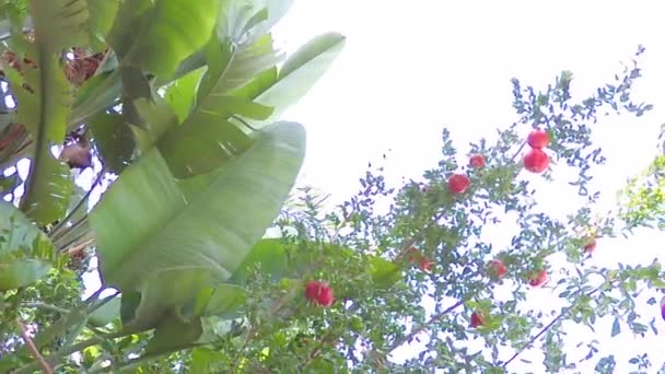 Tijd Granaatappels Van Bomen Het Veld Oogsten — Stockvideo