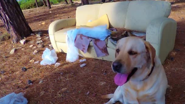 犬が休息のために見つけた開けた畑のソファ — ストック動画