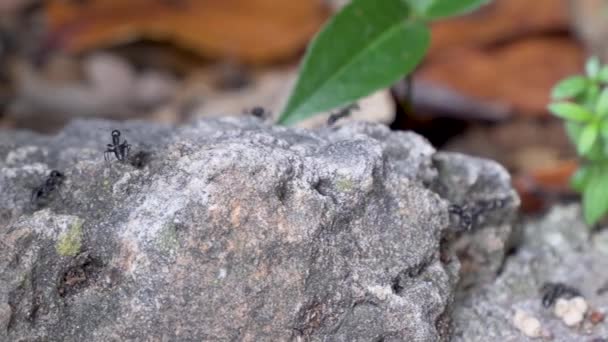 Drukke Mierenkolonie Rotsachtig Struikgewas Met Planten Die Van Links Naar — Stockvideo