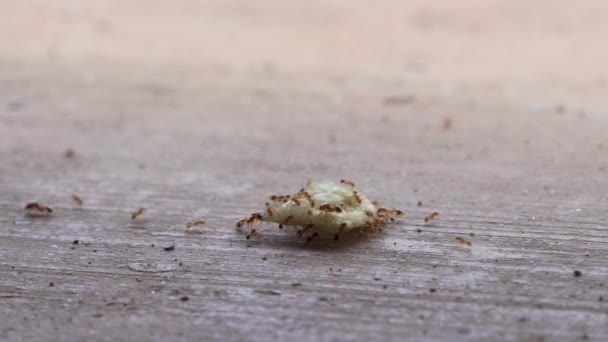 Close Formigas Vermelhas Carregando Nítido Através Piso Azulejo — Vídeo de Stock