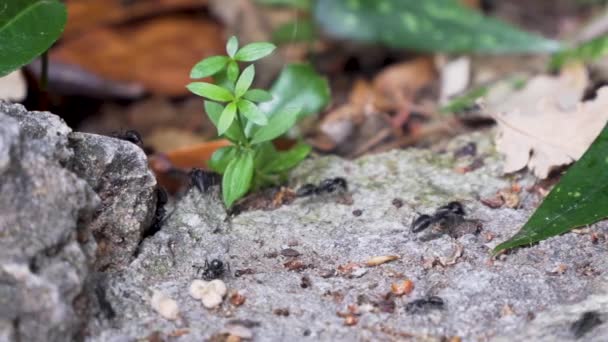 Large Ants Rock Plant Undergrowth Pan Right Left — Stock Video