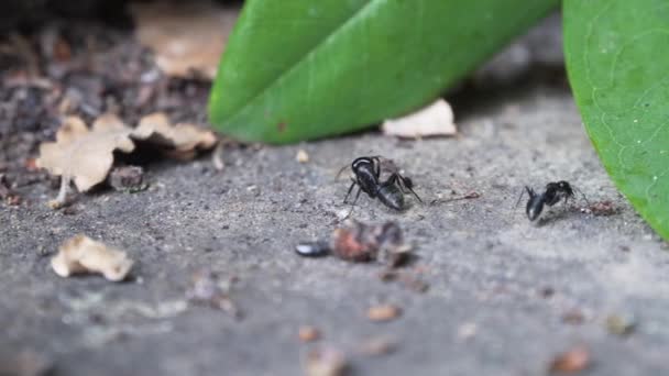 Großaufnahme Großer Ameisen Die Sich Auf Dem Steinboden Bewegen Schwenken — Stockvideo