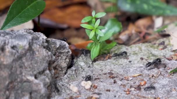 Velcí Mravenci Skalní Rostlinné Podloží Zleva Doprava — Stock video