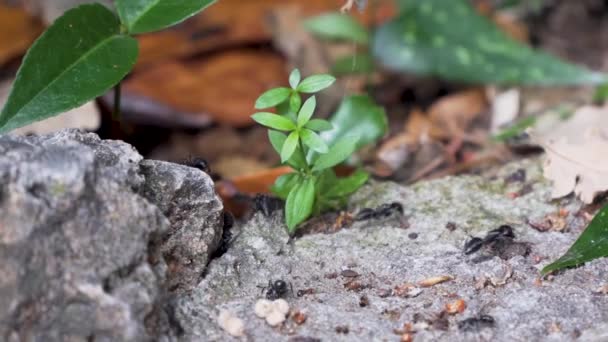 Stora Myror Berggrund Och Växt Undervegetation Zoomar — Stockvideo