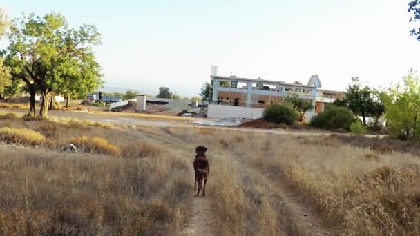 Casa Construcción Con Perro Por Camino — Vídeos de Stock