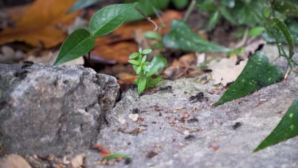 Large Ants Rock Plant Undergrowth — Stock Video