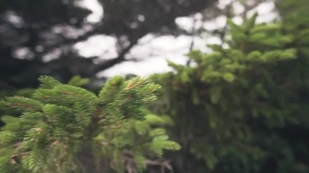 松の木のクローズアップ ニューハンプシャー州のホワイトマウンテンで撮影 — ストック動画