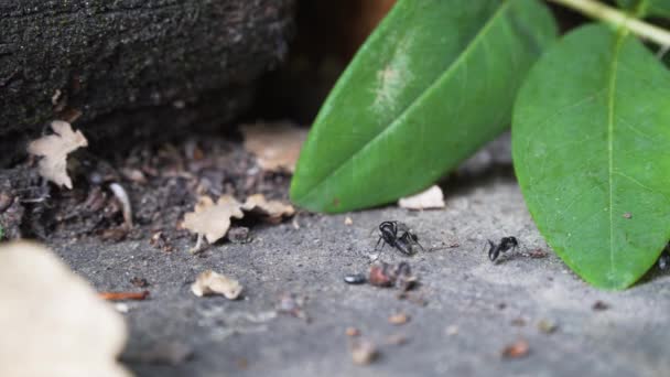 Primer Plano Hormigas Grandes Moviéndose Sobre Suelo Piedra — Vídeos de Stock