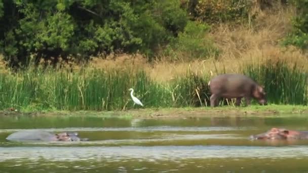 Плавание Бегемотов Реке Нил Африке — стоковое видео