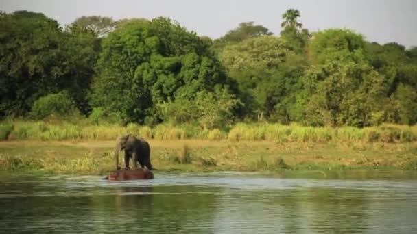 Elephant Hippos Nile Riverbank Africa — Stock Video