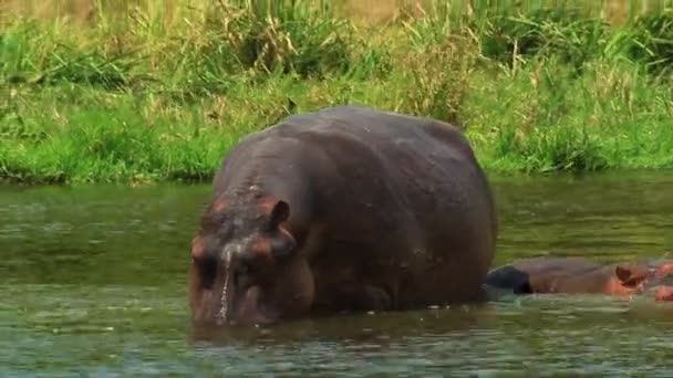 Perto Hipopótamos Pairar Rio Nilo África — Vídeo de Stock