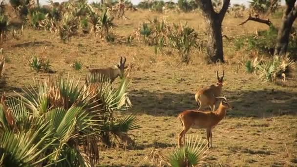 Impala Familie Afrikanischer Savanne — Stockvideo