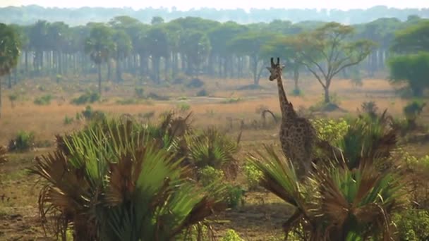 Жираф Прогуливается Африканской Саванне — стоковое видео