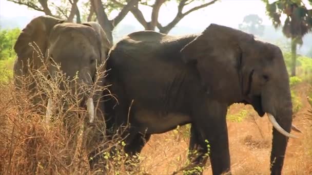 Δύο Ελέφαντες Ποζάρουν Μια Αφρικανική Σαβάνα — Αρχείο Βίντεο