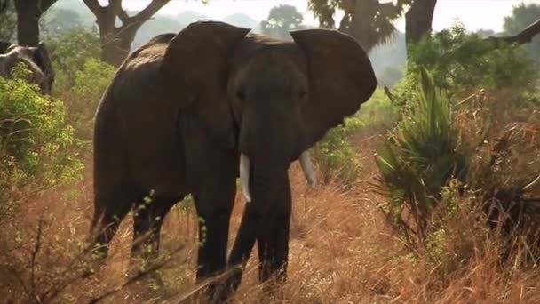 Elefant Mit Vernarbtem Rüssel Bewegt Sich Richtung Kamera — Stockvideo