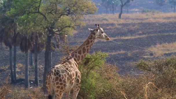 令人毛骨悚然的长颈鹿回头看相机 — 图库视频影像