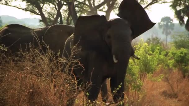 Scarred Elephant Shakes Head Quickly — Stock Video