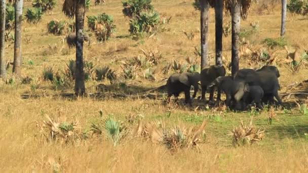 Escaramuza Entre Familia Elefantes Africanos — Vídeo de stock