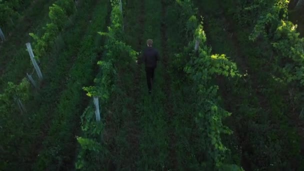 Vista Aérea Hombre Caminando Viñedo Con Uvas Para Vino — Vídeo de stock