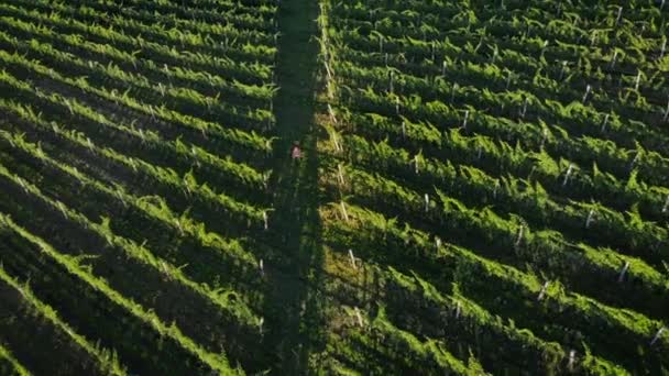 Homem Caminhando Vinha Com Uvas Para Vinho Durante Nascer Sol — Vídeo de Stock