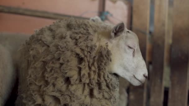 Close Very Woolly Sheep Pen — Stock Video
