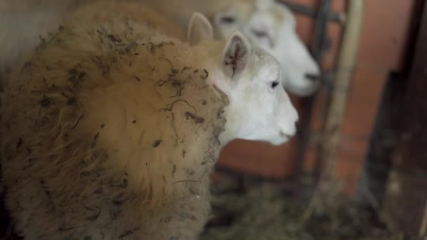 Close Van Woolly Sheep Een Schuur — Stockvideo