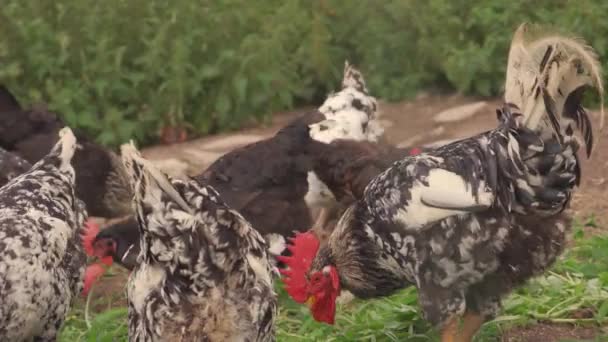 Κοντινό Πλάνο Μεγάλων Τροφών Κόκορα Παράλληλα Μικρότερα Hens — Αρχείο Βίντεο