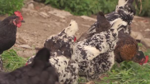 Gamă Naturală Gratuită Găini Roaming Gratuit Grădina Agricolă — Videoclip de stoc