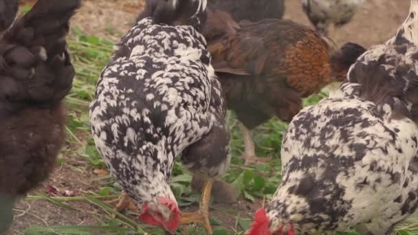 Ελεύθερης Βοσκής Κοτόπουλα Σίτιση Ένα Μικρό Αγρόκτημα Αργή Κίνηση — Αρχείο Βίντεο